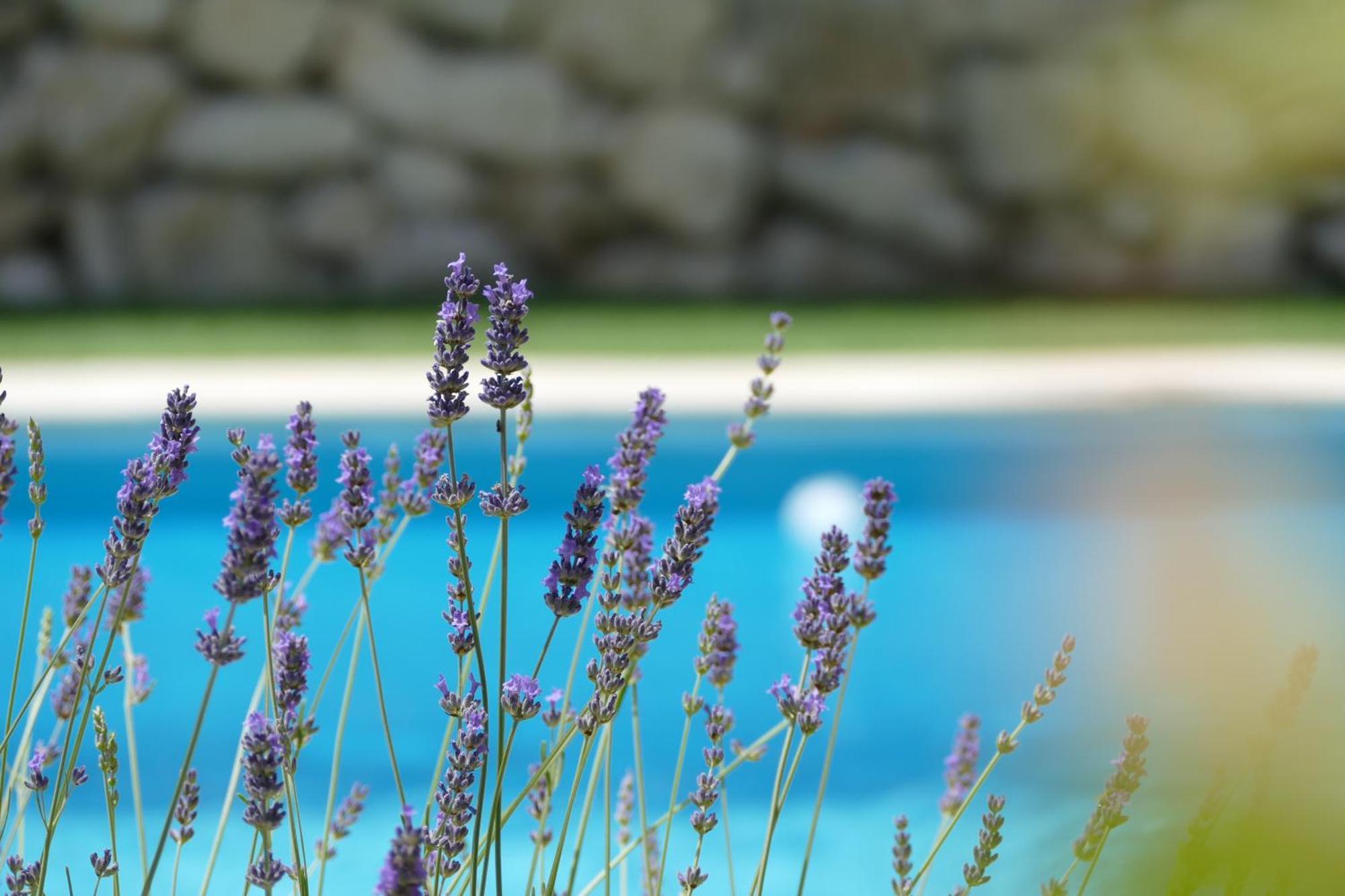 Kalpic Suites & Villa Lozovac Dış mekan fotoğraf